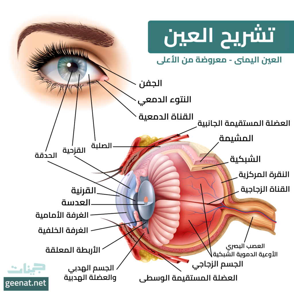 أجزاء العين