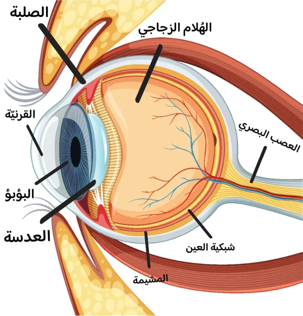 أجزاء عين الإنسان