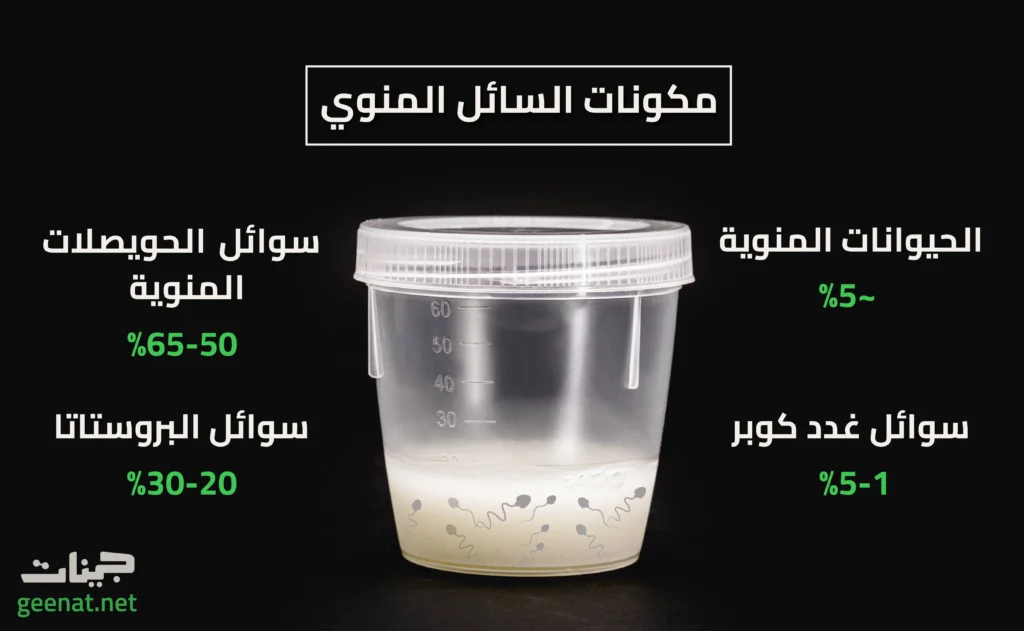 انفوجراف يظهر وعاءً بداخله سائل منوي، ويبين النِسب المئويّة لكل من مكونات السائل المنوي