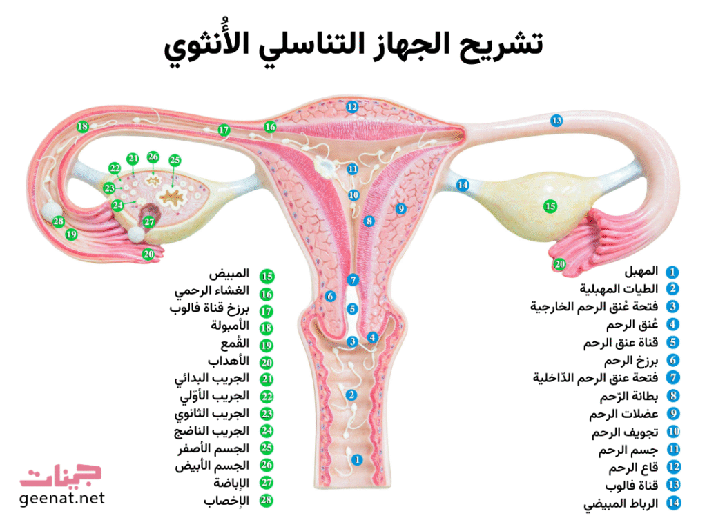 انفوجراف يفصّل أجزاء الجهاز التناسلي الأنثوي