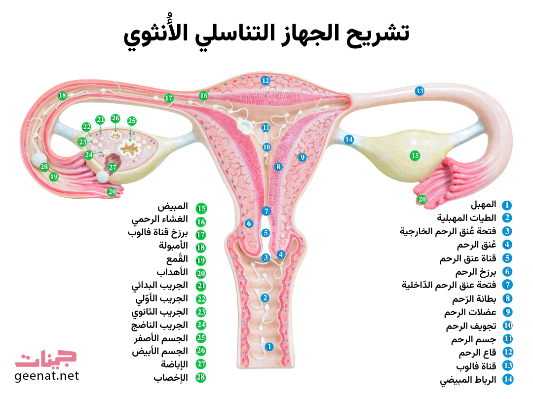 انفوجراف يفصّل أجزاء الجهاز التناسلي الأنثوي