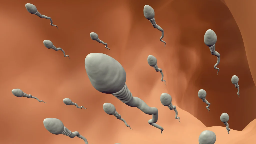 3D illustration showing multiple sperm cells swimming inside the female reproductive tract, representing semen and fertilization.