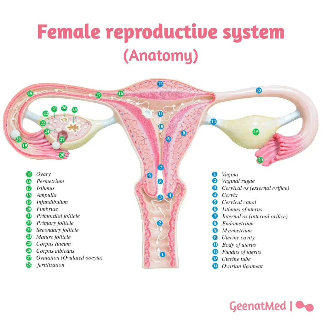 Untitled-2 Female reproductive system Anatomy - infographic