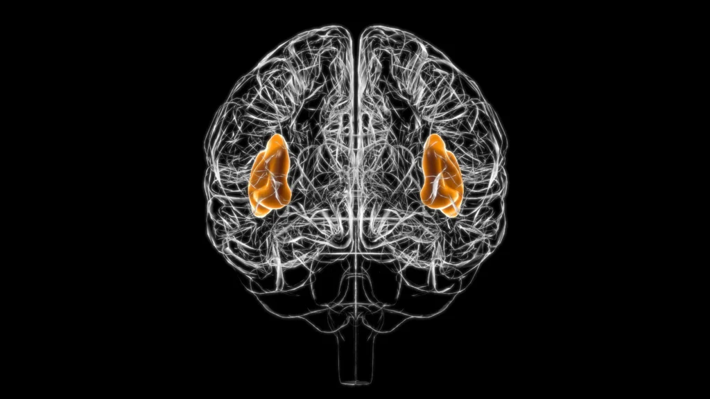 Insula
