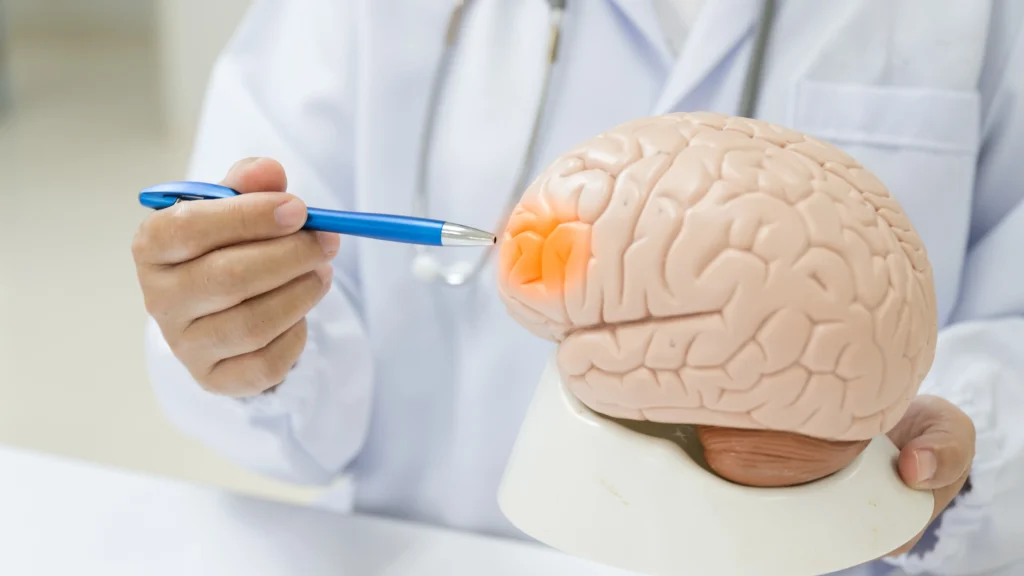 A doctor points out the areas of the brain responsible for anxiety disorders.